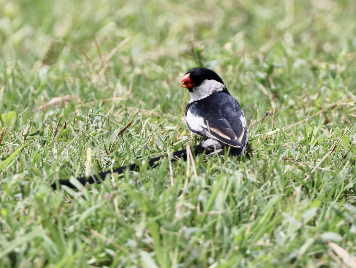 Pin-tailed Whydah - ML622086816