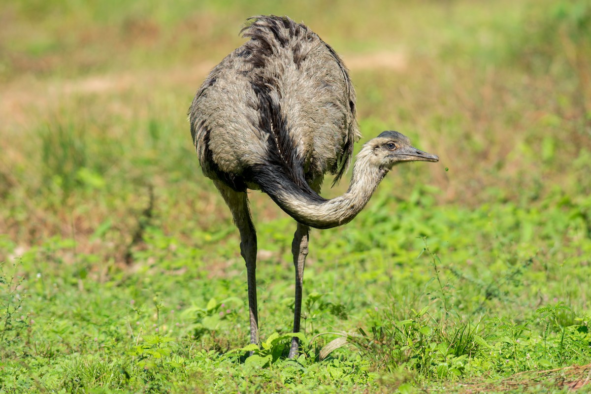 Greater Rhea - ML622086846