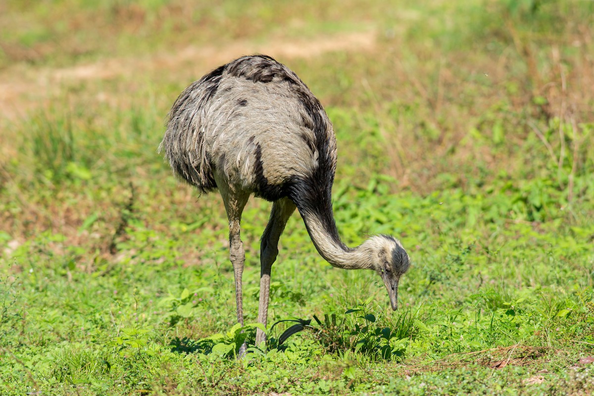 Greater Rhea - ML622086854