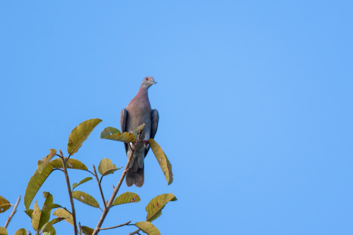 Pale-vented Pigeon - ML622086856