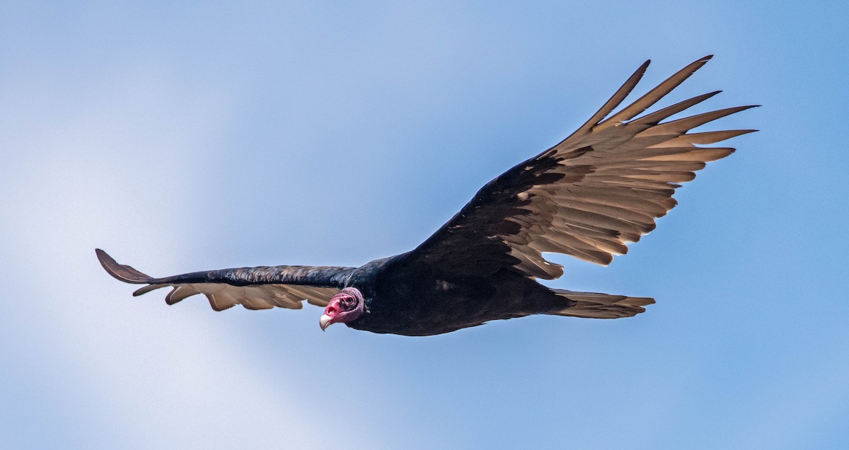 Turkey Vulture - ML622086857