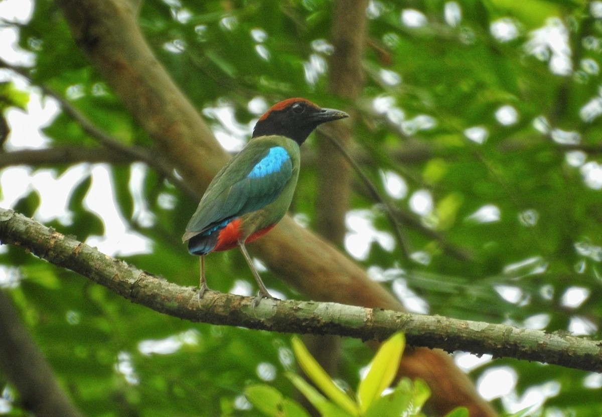 Western Hooded Pitta (Chestnut-crowned) - ML622086859