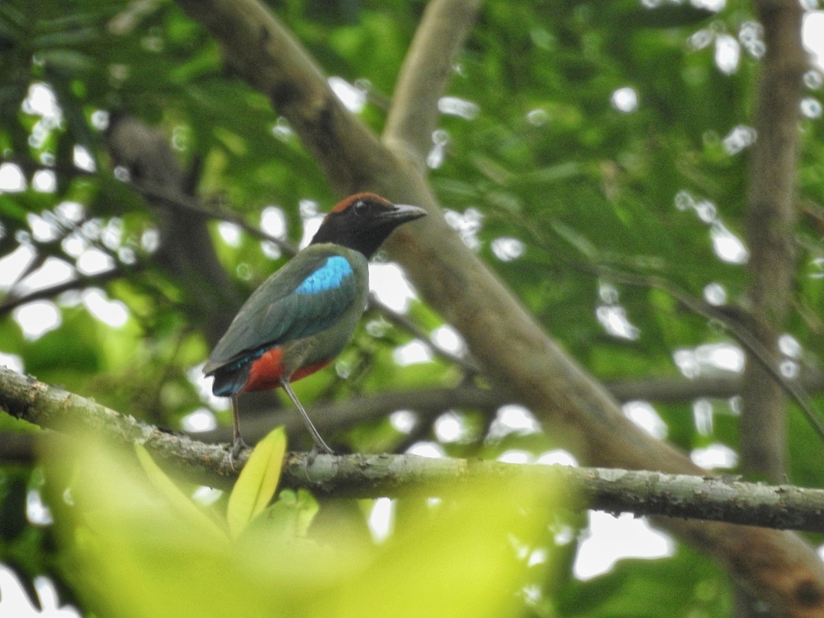 Western Hooded Pitta (Chestnut-crowned) - ML622086860