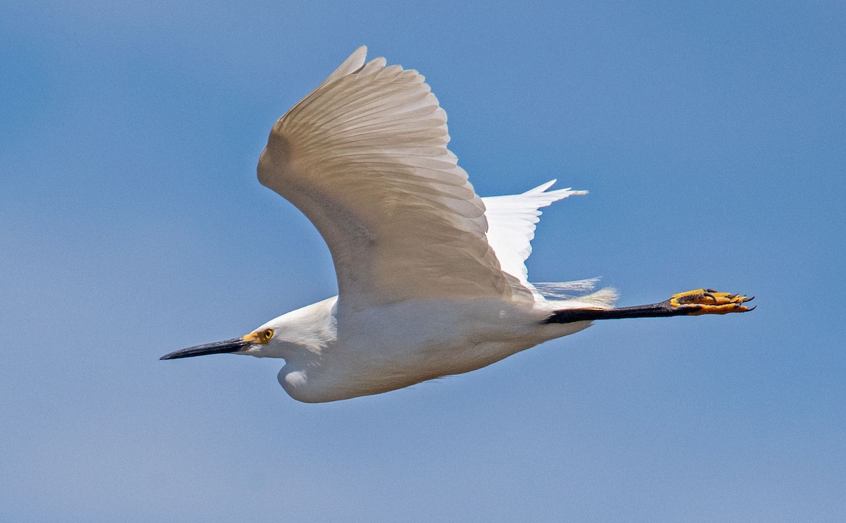 Snowy Egret - ML622086861