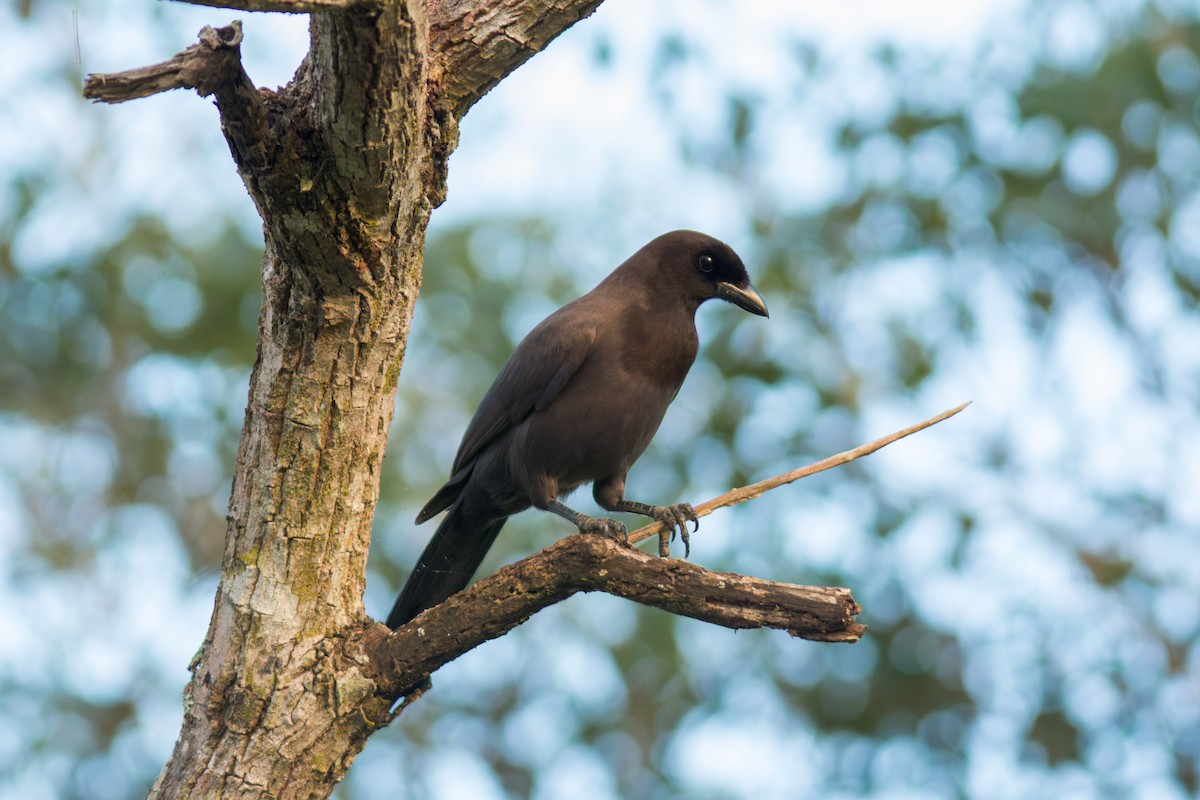 Purplish Jay - ML622086862