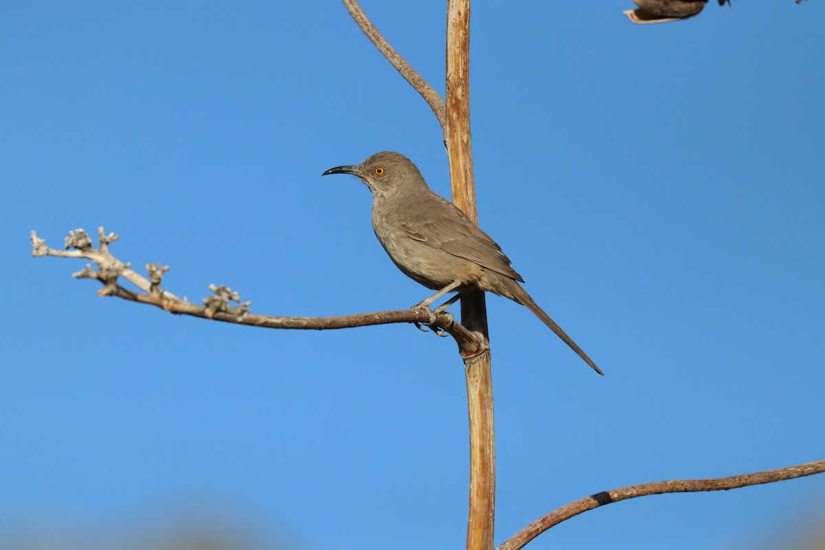 Curve-billed Thrasher - ML622086865