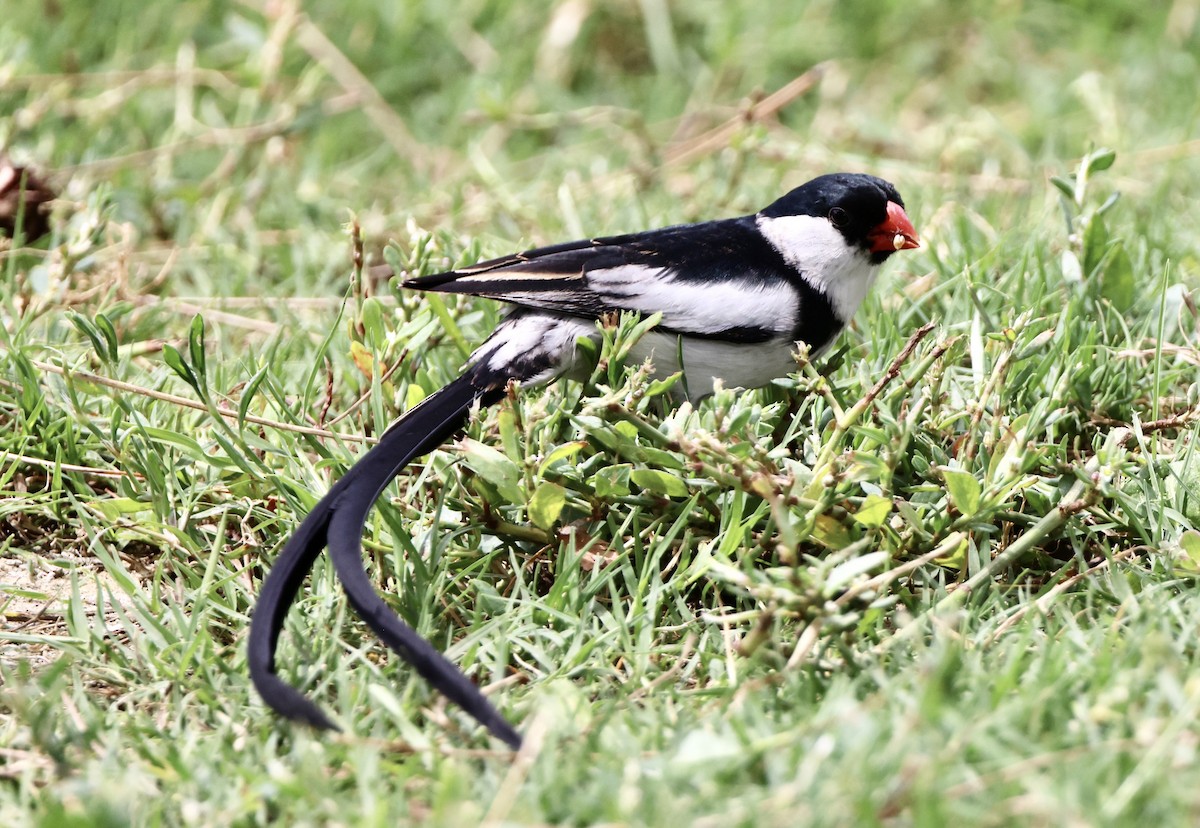 Pin-tailed Whydah - ML622086872