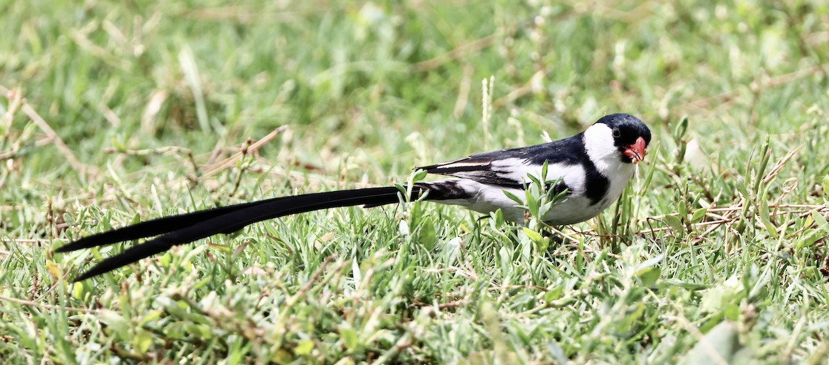 Pin-tailed Whydah - ML622086873
