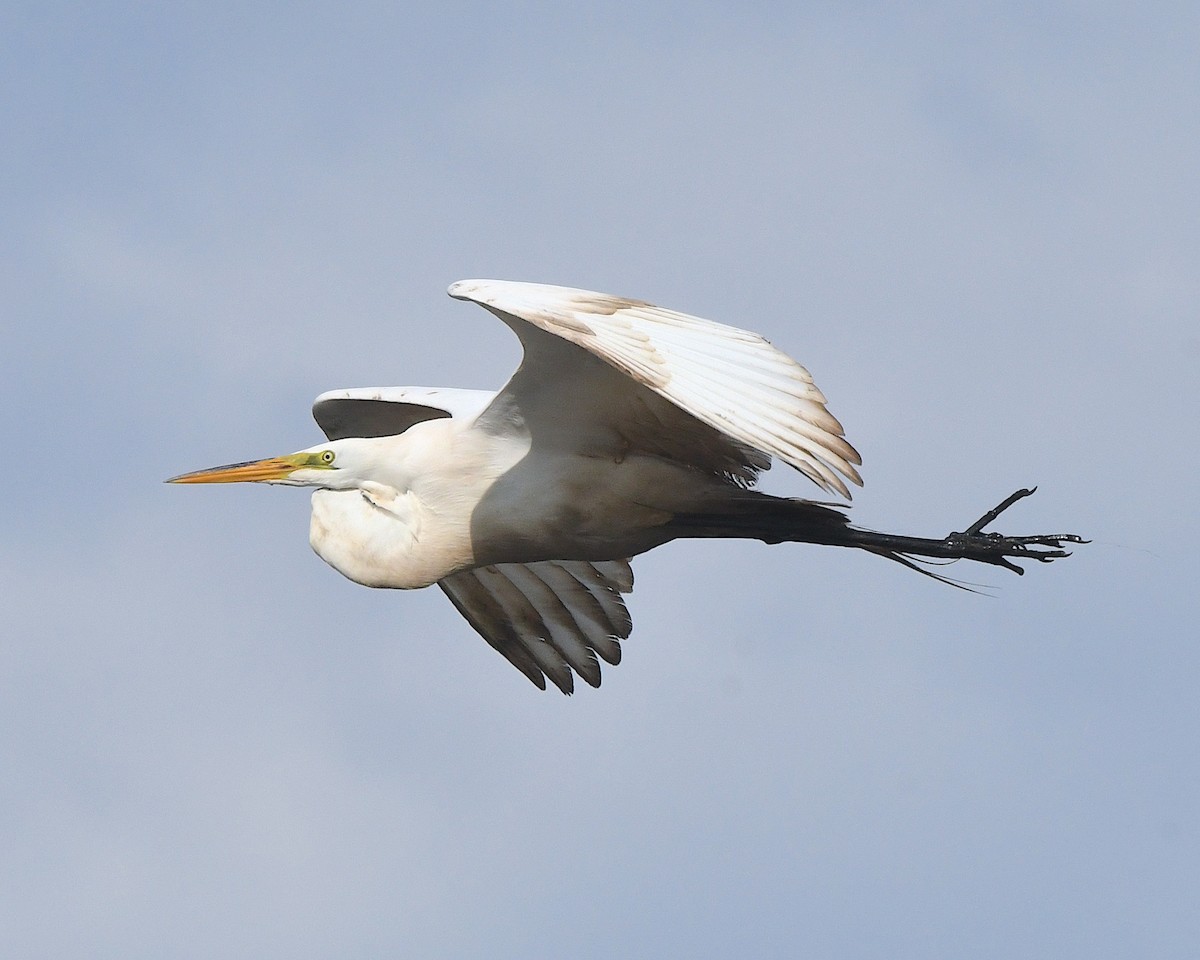 Great Egret - ML622086874