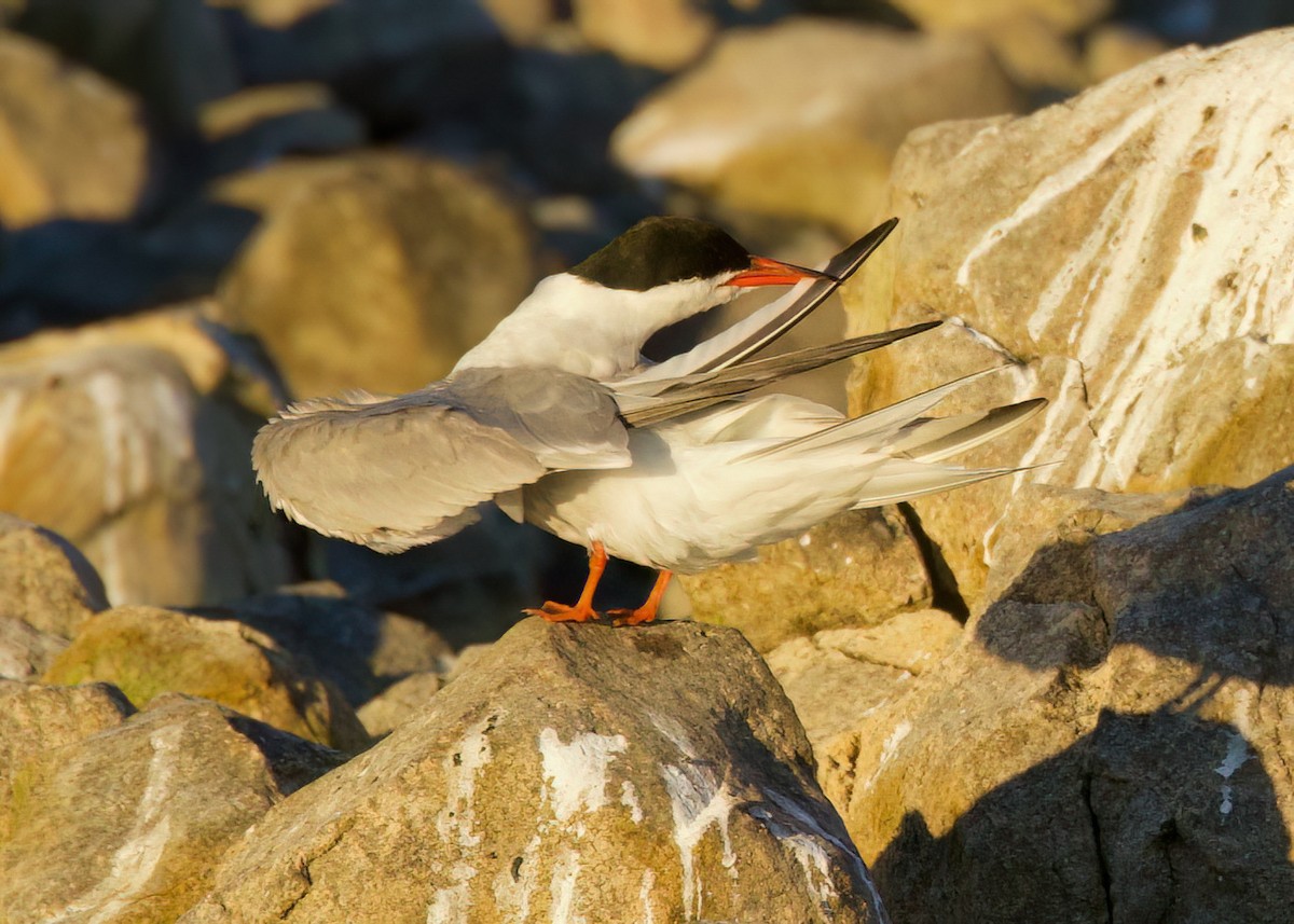 Common Tern - ML622086876