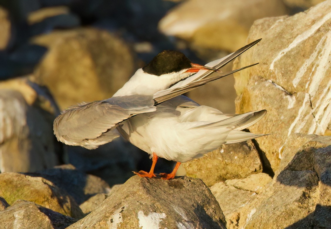 Common Tern - ML622086877