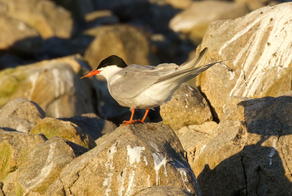 Common Tern - ML622086878