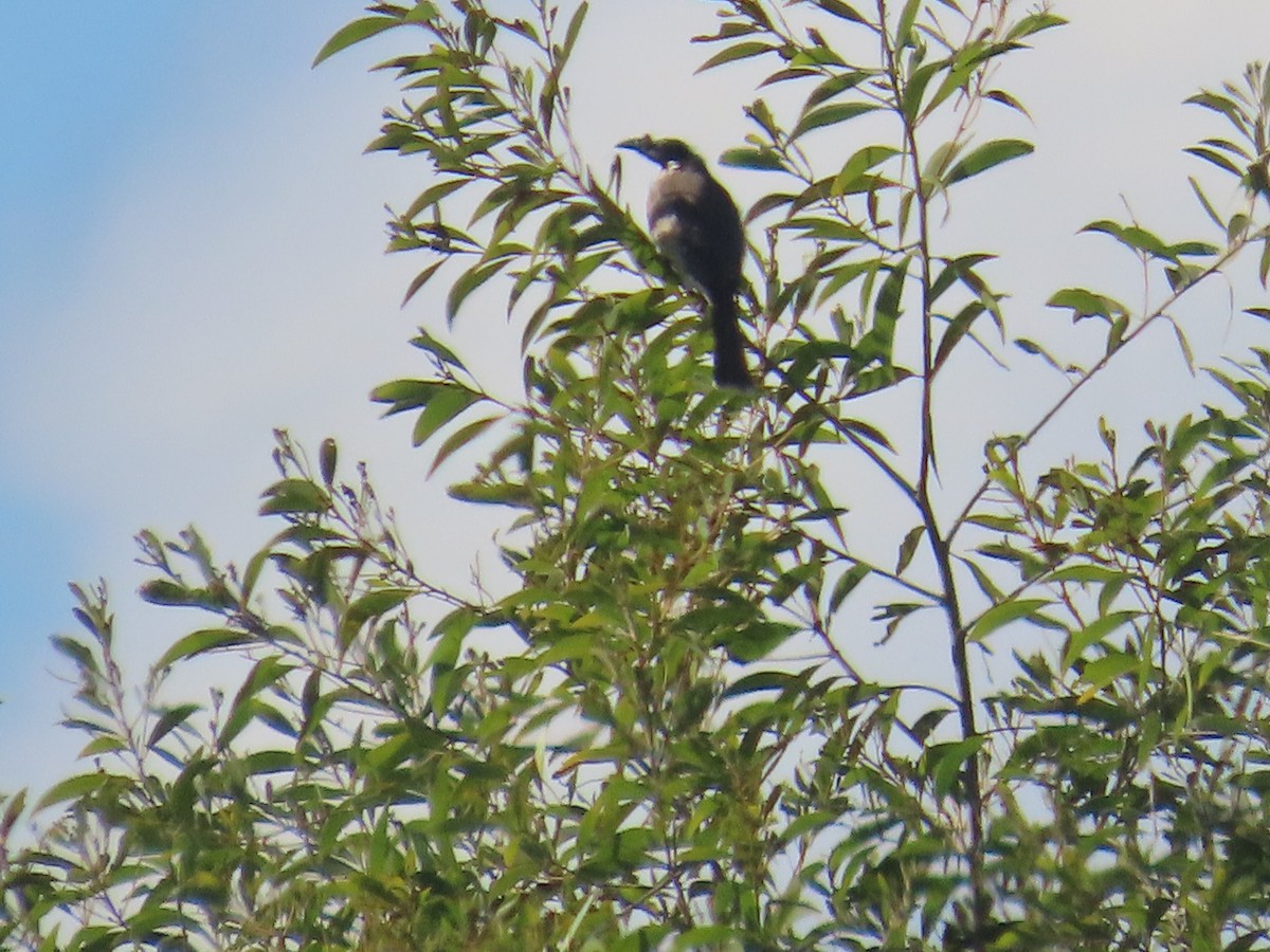 Noisy Friarbird - ML622086879