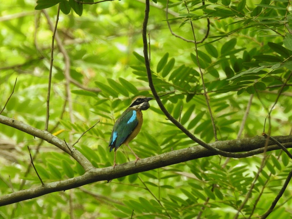 Indian Pitta - AKASH MANDAL