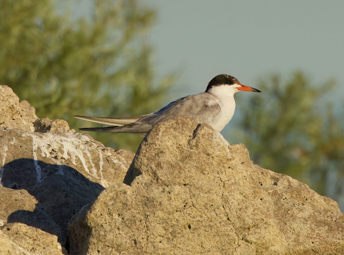 Forster's/Common Tern - ML622086881