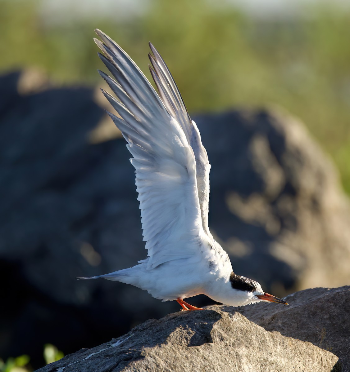 Forster's/Common Tern - ML622086882