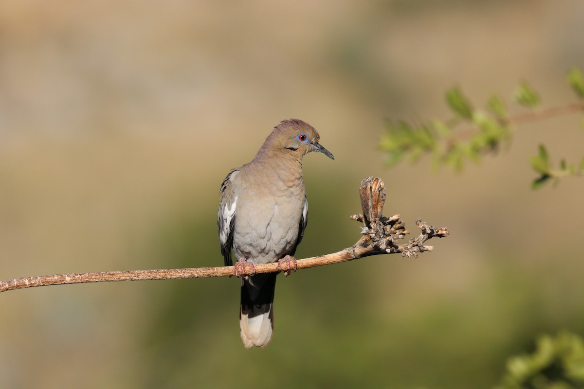 White-winged Dove - Vitek Jirinec