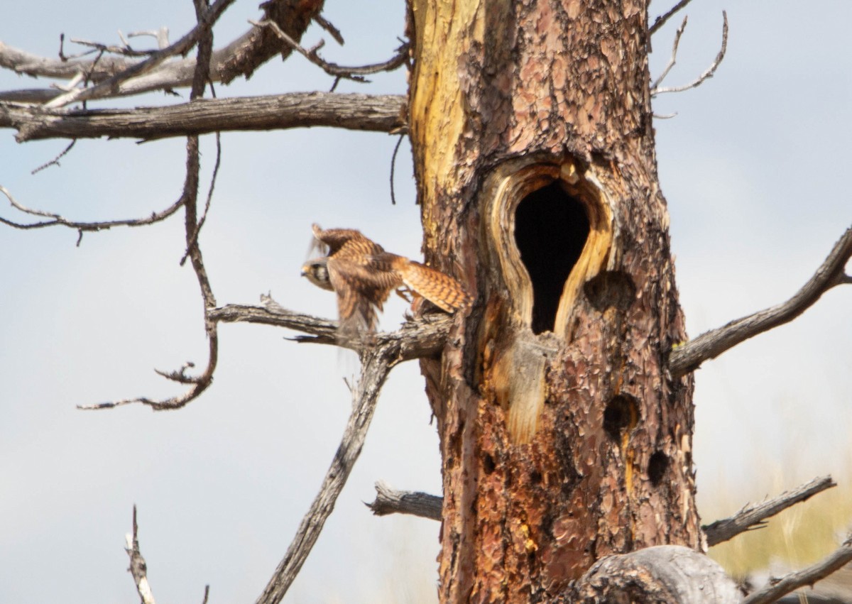 American Kestrel - ML622086885