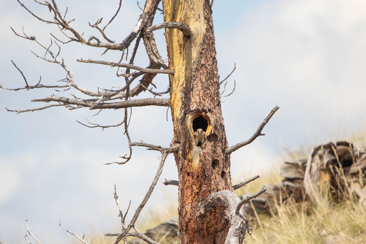 American Kestrel - Tristan Semeniuk