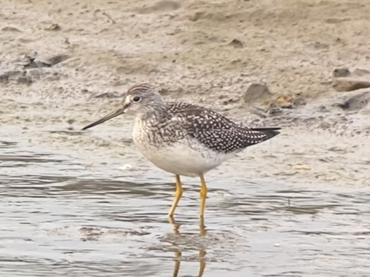 Greater Yellowlegs - ML622086887