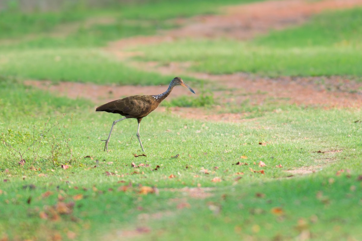 Limpkin - ML622086888