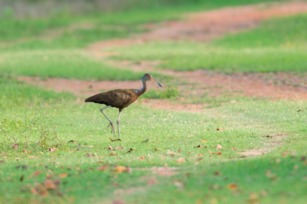 Limpkin - ML622086889