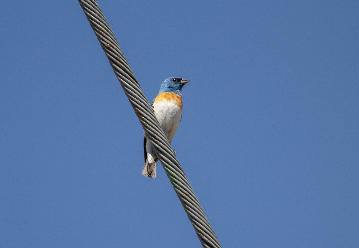 Lazuli Bunting - Tristan Semeniuk