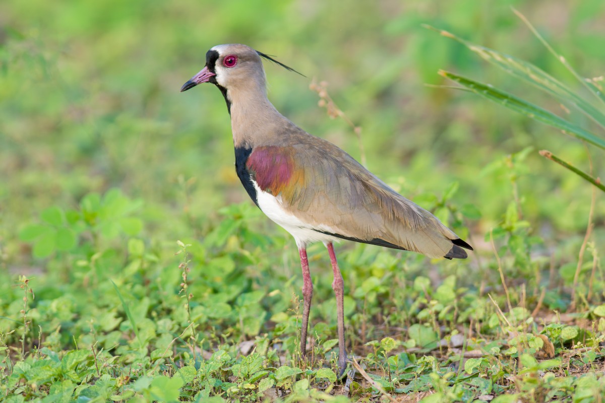 Southern Lapwing - ML622086892