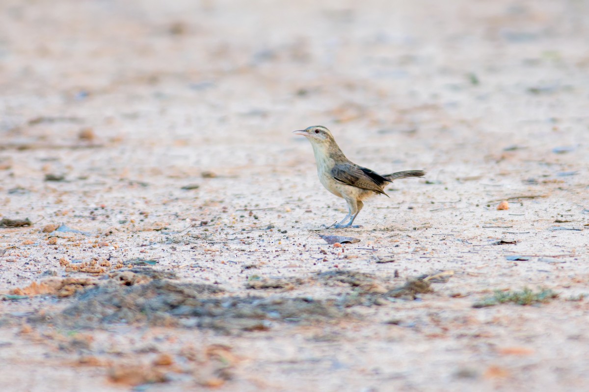 Thrush-like Wren - Marcelo  Telles