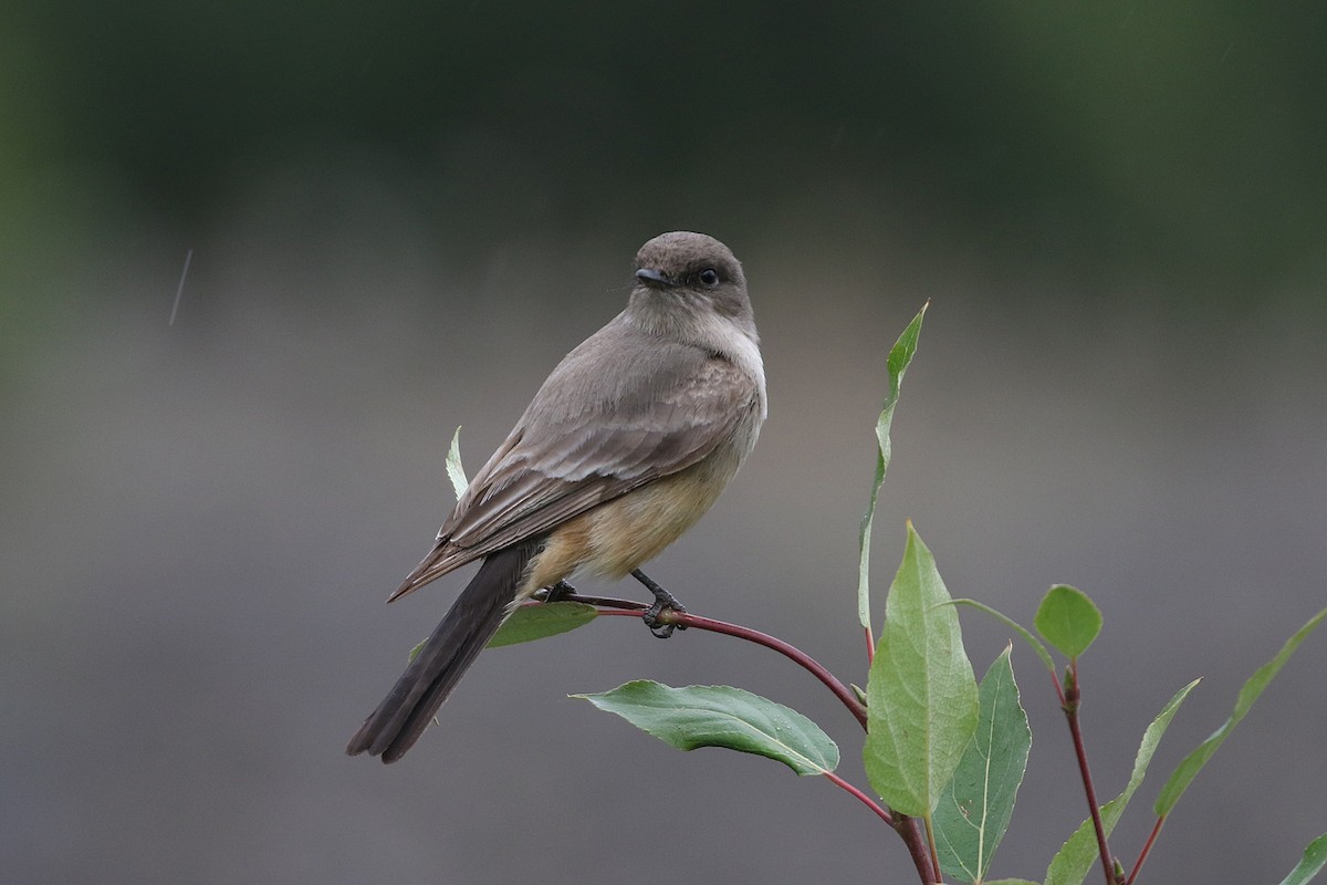 Say's Phoebe - Dave Beeke