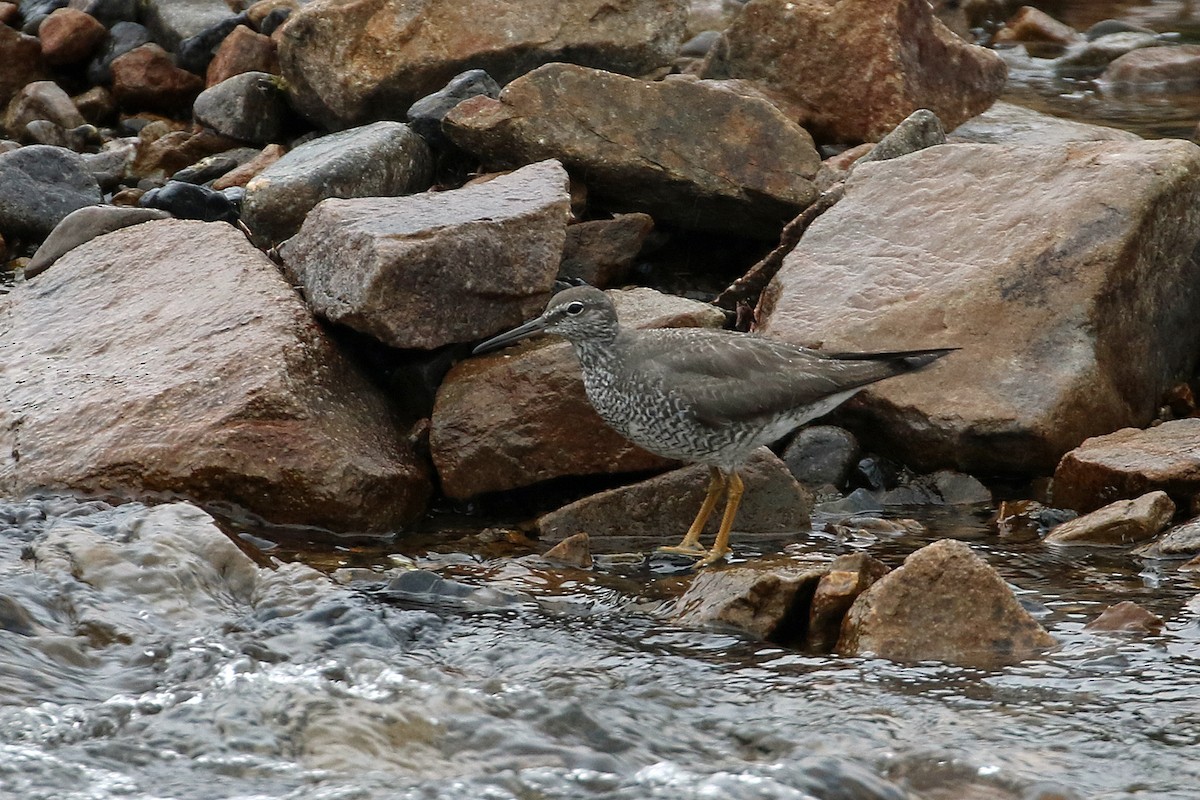 Wandering Tattler - ML622086970