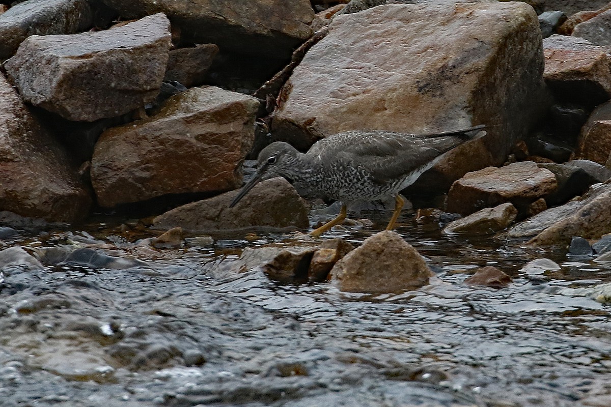 Wandering Tattler - ML622086971