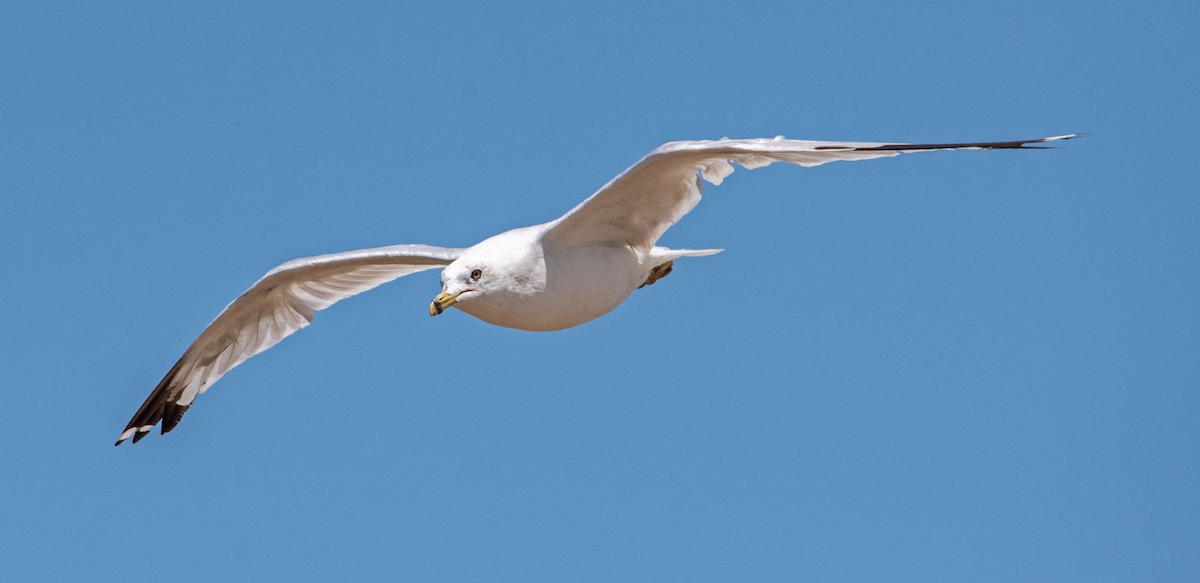 Ring-billed Gull - ML622086980