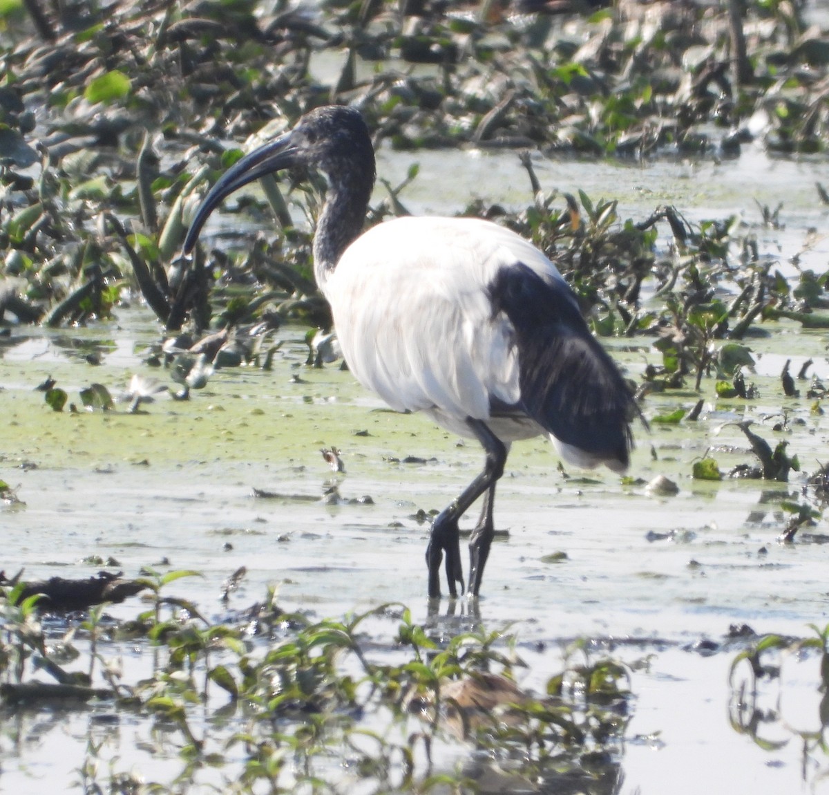 Ibis sacré - ML622086986