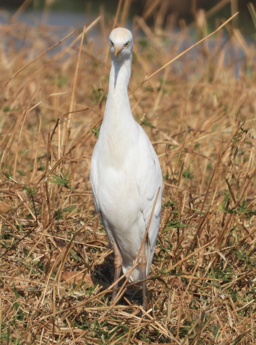Чапля єгипетська (підвид ibis) - ML622087015