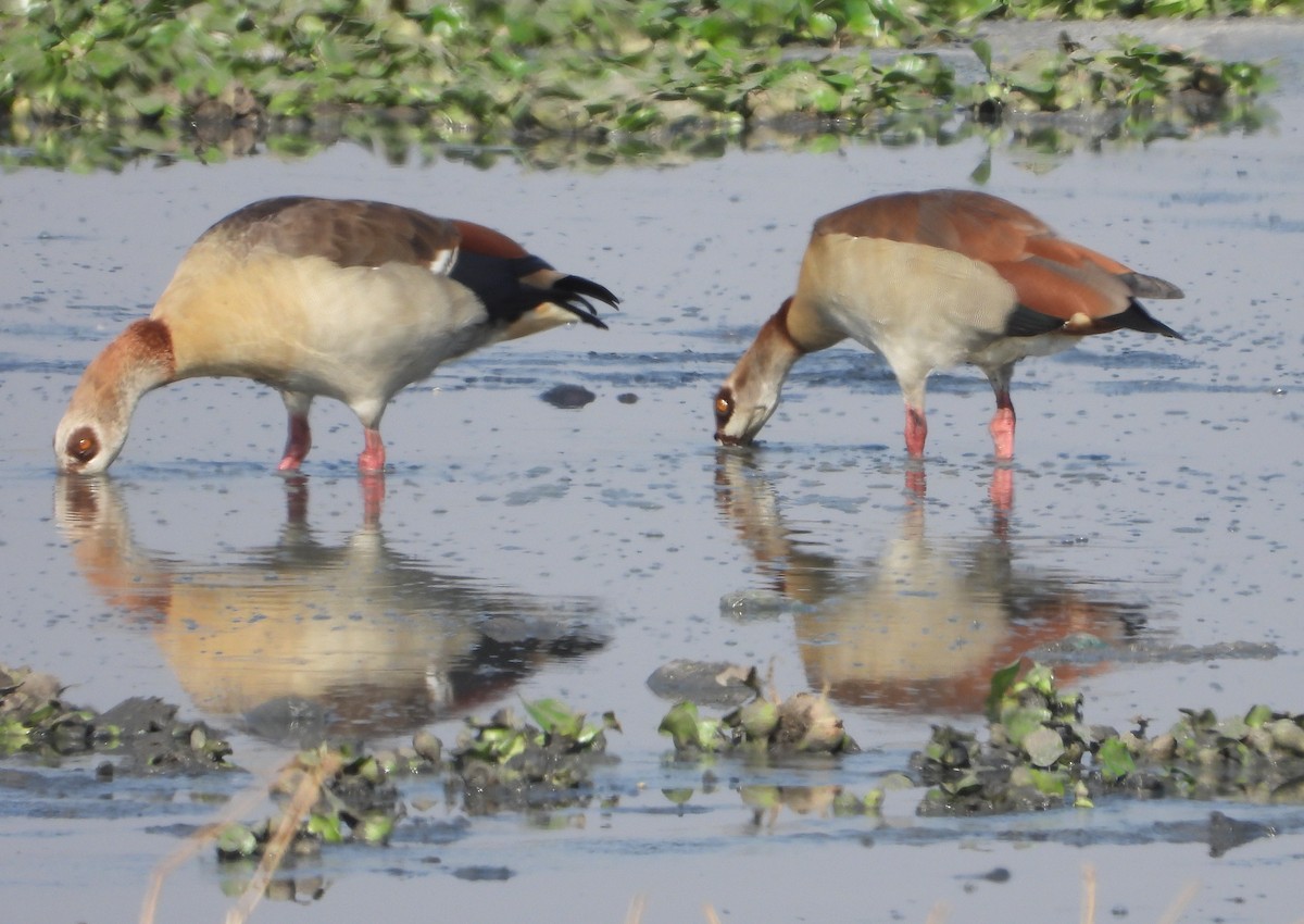 Nilgans - ML622087018