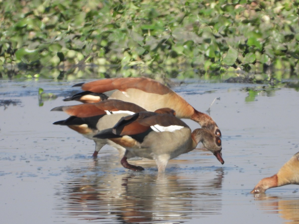 Nilgans - ML622087019