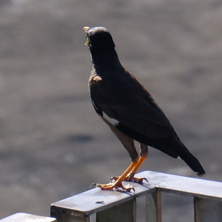 Common Myna - ML622087081