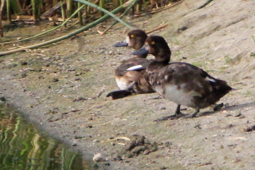 Lesser Scaup - ML622087087