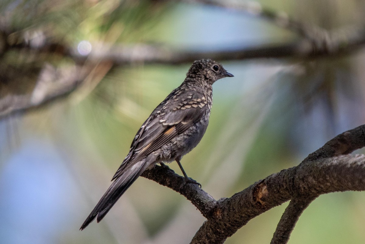 Townsend's Solitaire - Conor McMahon