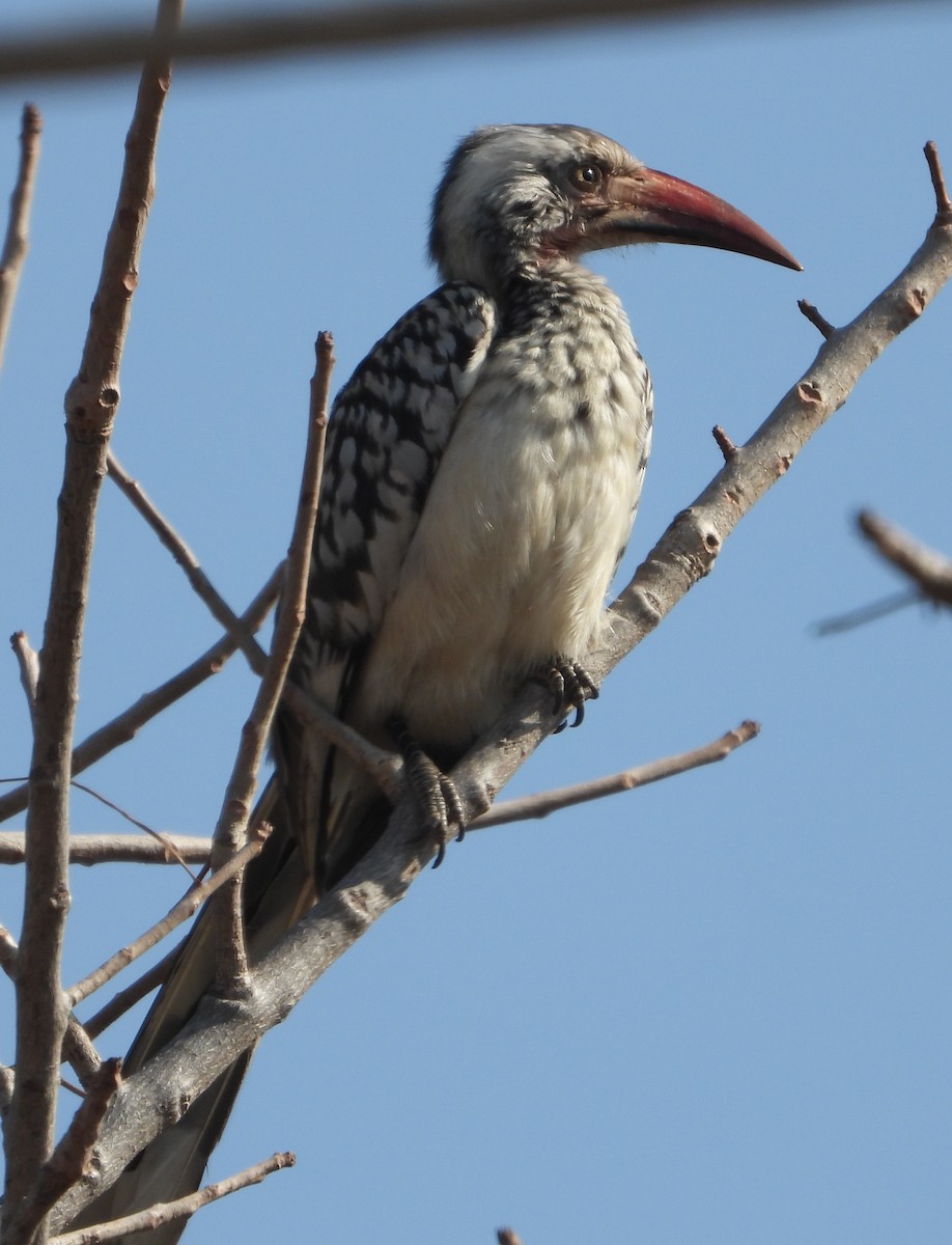 Calao d'Afrique du Sud - ML622087120