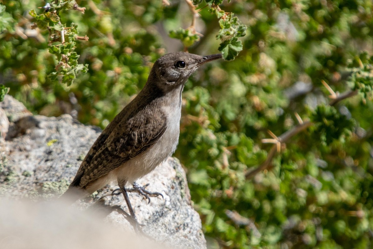 Rock Wren - Conor McMahon