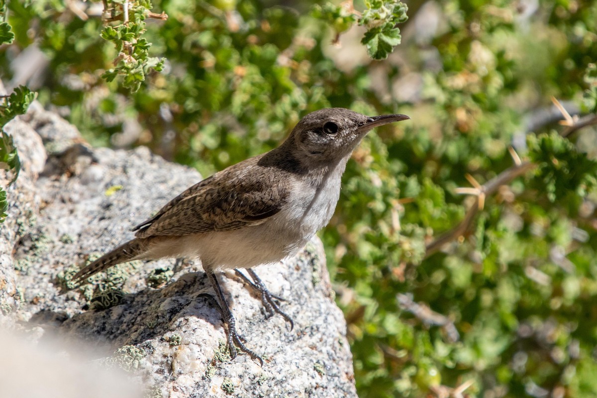 Rock Wren - Conor McMahon