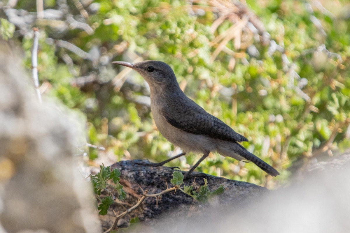 Rock Wren - ML622087124