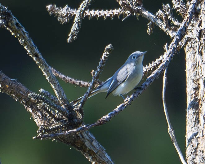 Blue-gray Gnatcatcher - Gary Hofing