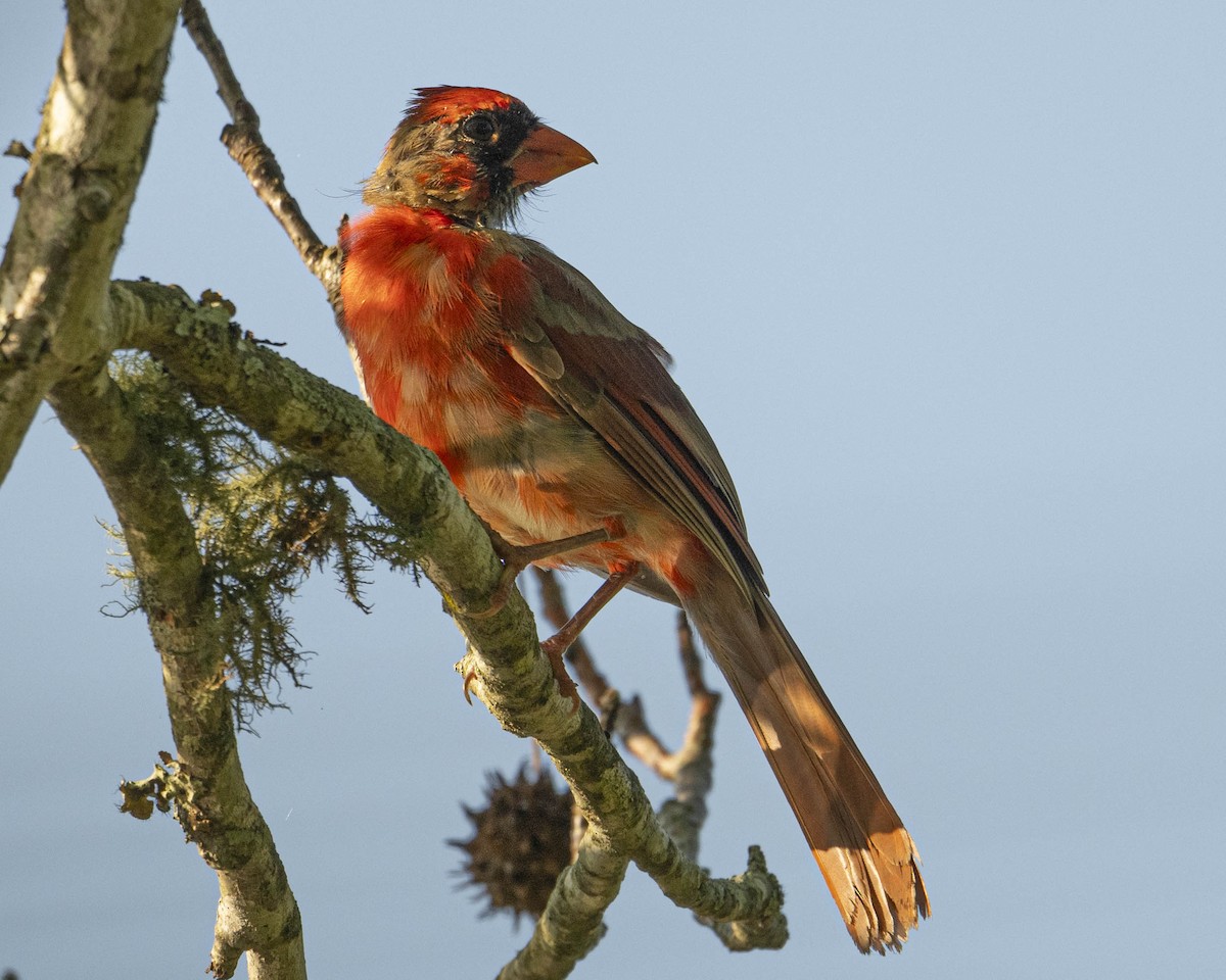 Northern Cardinal - Gary Hofing