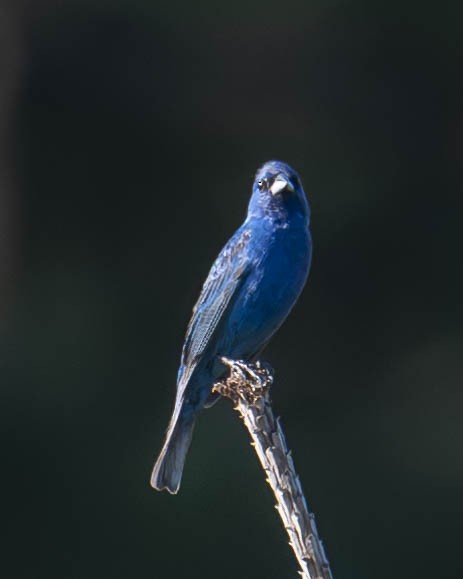 Indigo Bunting - Gary Hofing