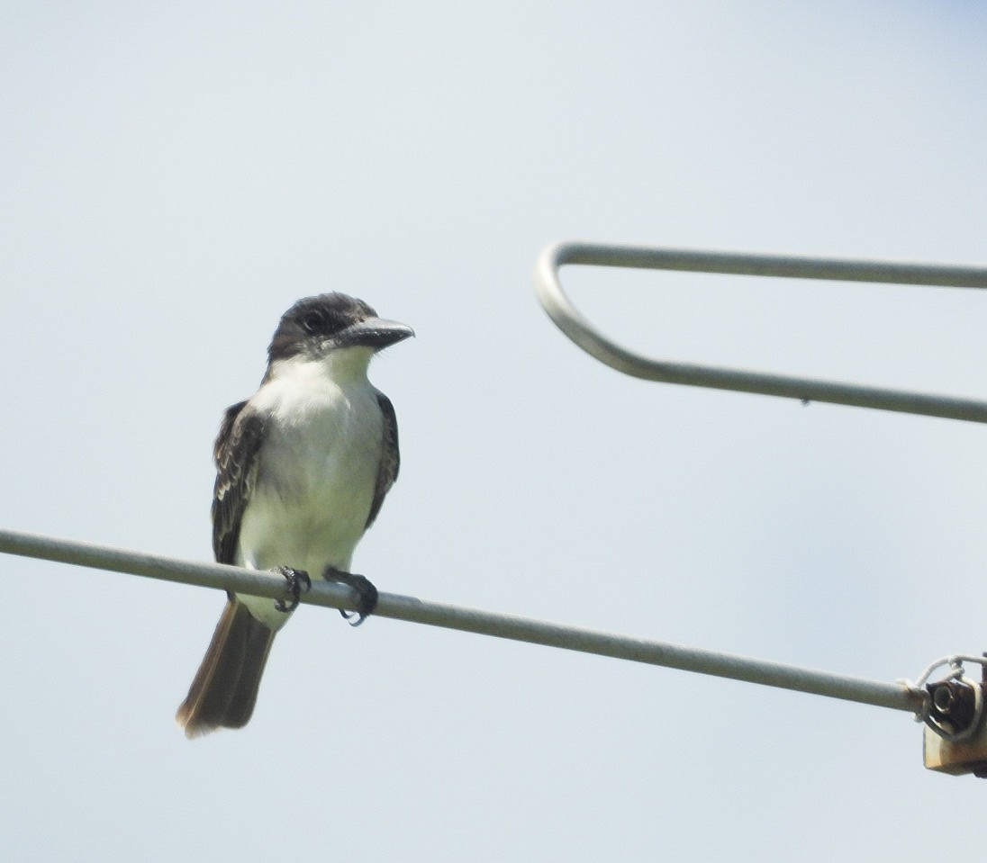 Giant Kingbird - Yaro Rodriguez