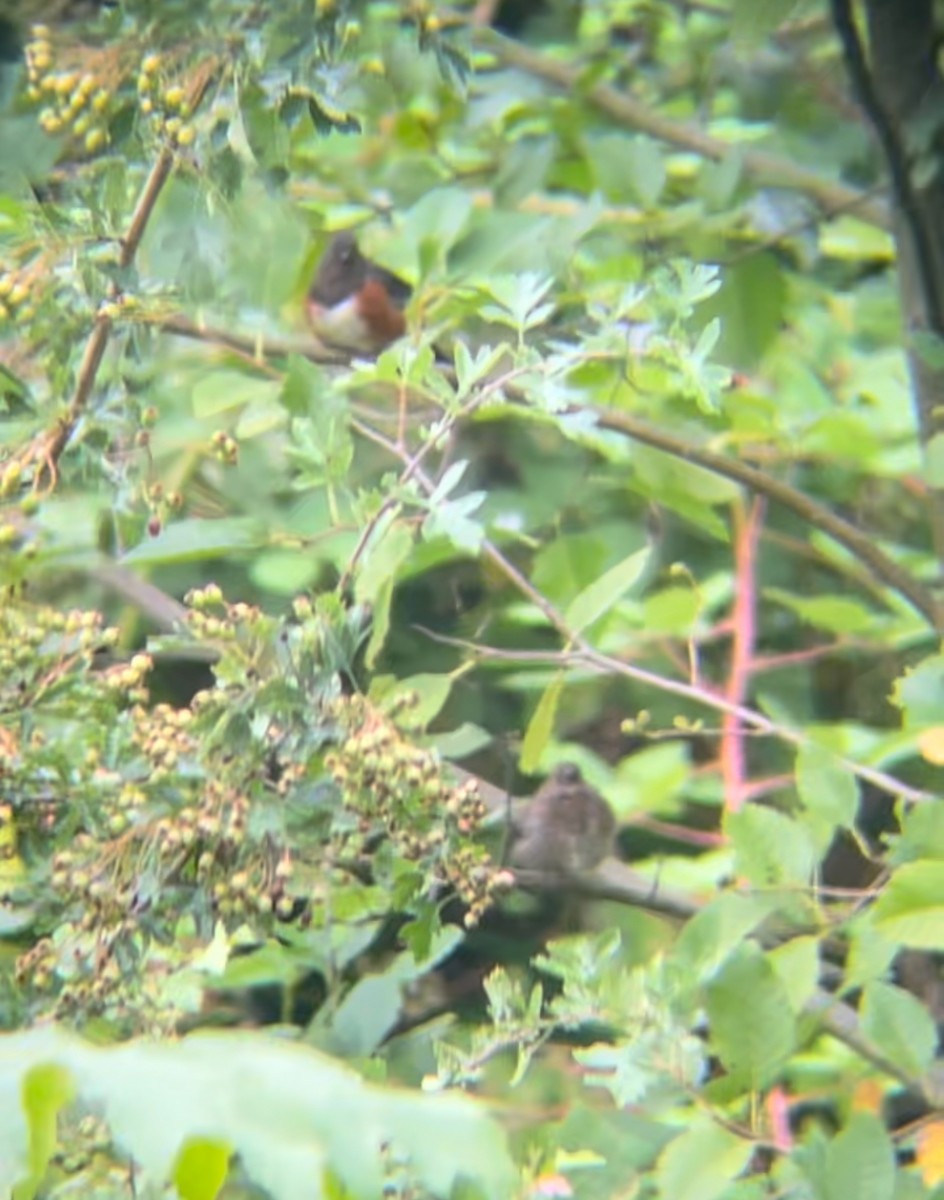 Spotted Towhee - Troy Stamnes