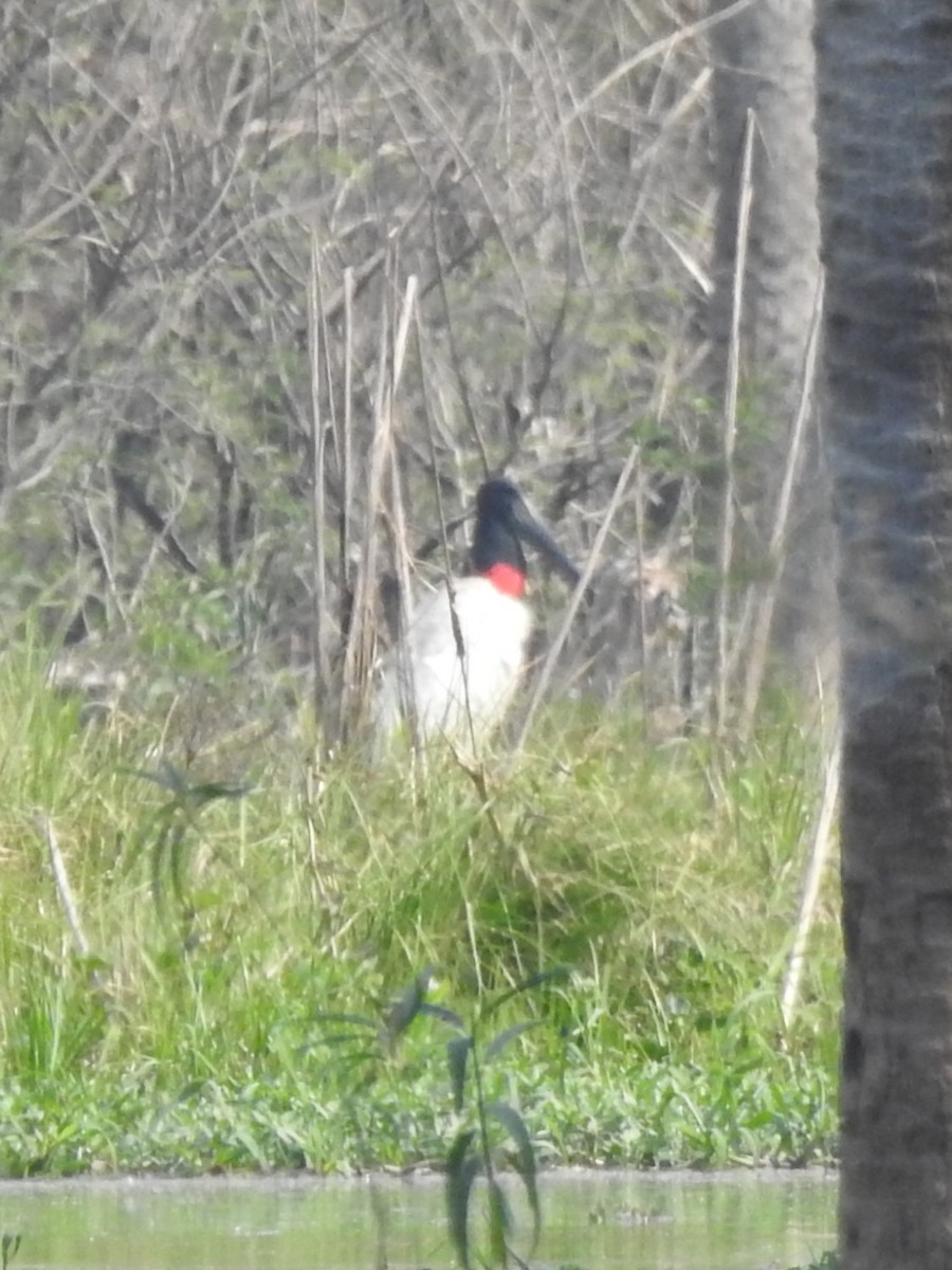 Jabiru - ML622087153